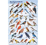 Wholesale Animal Kingdom Posters