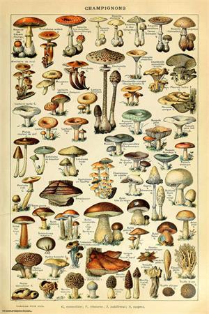 Champignon Pour Tous by Adolphe Millot Poster Image