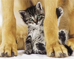 Safe & Pretty Cat Poster Image