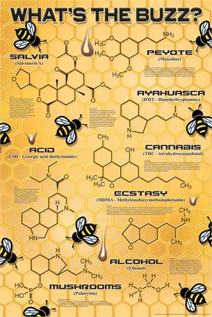 What's The Buzz? Poster - 24" X 36"