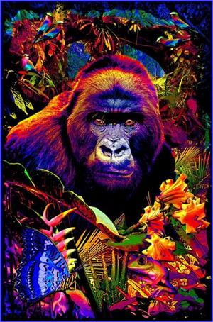 Gorilla Encounter Non-Flocked Blacklight Poster Image
