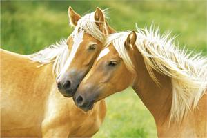 Blondes - Horses Poster Image