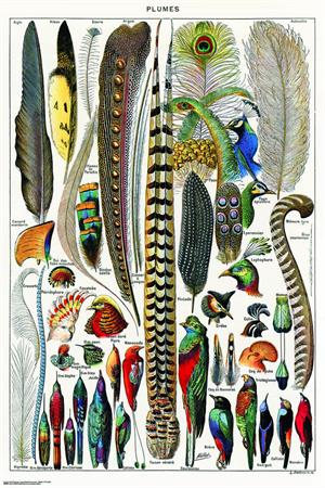 Plumes by Adolphe Millot Poster - 24" X 36" image