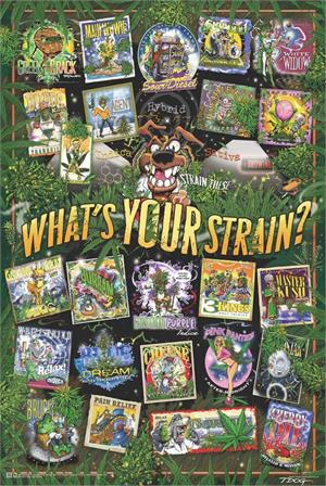 T-Dog Weed Strains Poster Image
