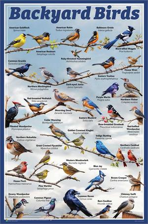 Backyard Birds Educational Poster 24 x 36 inches Image