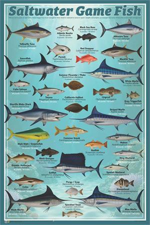 Saltwater Game Fish Educational Poster Image