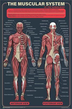The Muscular System Poster - 24" x 36" Image