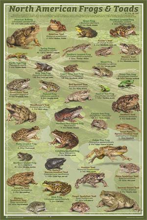 North American Frogs & Toads Poster North American Frogs & Toads Poster - 24" x 36" Image