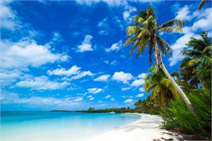 BEACH WITH PALM TREES POSTER - 24" X 36"