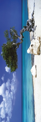 Divi Divi Tree Door Poster - 21" x 62"
