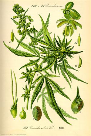 CANNIBIS SATIVA POSTER - 24" X 36"