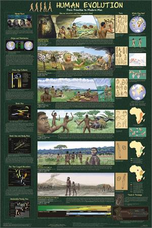 Human Evolution Educational Poster Image