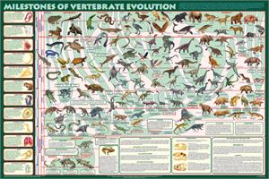 Milestones of Vertebrate Evolution Educational Poster Image