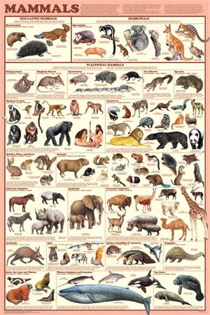 Mammals Educational Poster Image