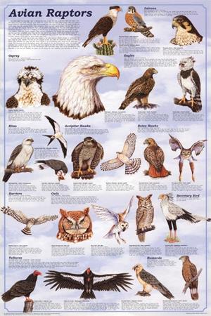 Avian Raptors Educational Poster Image