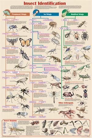 Insect Identification Educational Poster Image