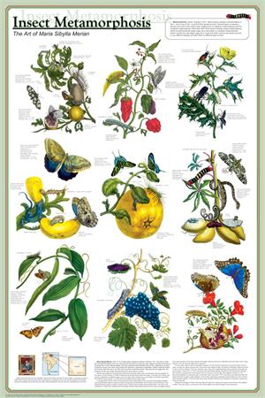 Insect Metamorphosis Educational Poster Image