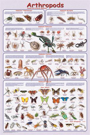 Arthropods Educational Poster Image