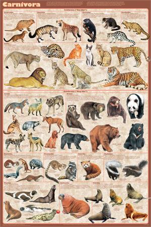 Carnivora Educational Poster Image