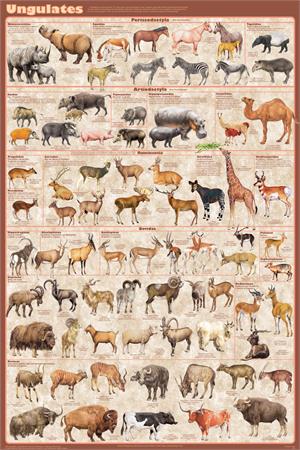 Ungulates Educational Poster Image