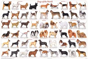 Dogs of the World Popular Breeds Educational Poster Image