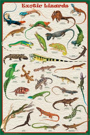 Exotic Lizards Educational Poster Image
