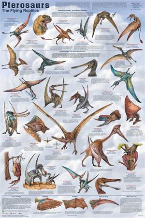 Pterosaurs Educational Poster Image