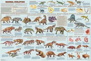 Mammal Evolution Educational Poster Image