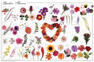 Garden Flowers Educational Poster Image