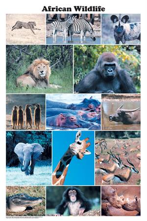 African Wildlife Photographic Poster Image