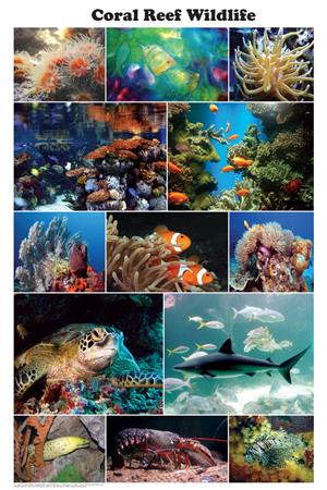 Coral Reef Wildlife Photographic Educational Poster Image