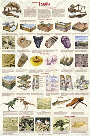 Introduction to Fossils Education Poster Image