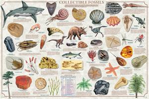 Collectible Fossils Educational Poster Image