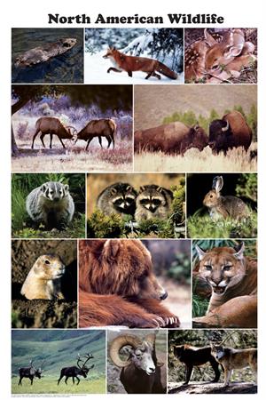 North American Wildlife Photographic Poster Image