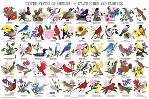 State Birds and Flowers Educational Poster Image