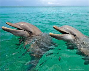 Dolphins Poster Image