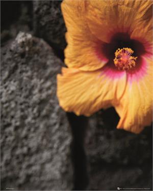Yellow & Pink Flower Poster Image