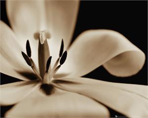 White Flower Poster