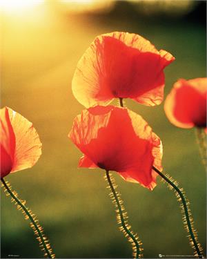 Poppy Flowers in the Sun Poster Image