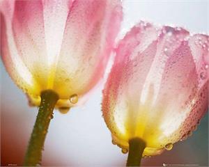 Pink & Yellow Tulips Poster Image