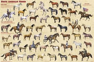 North American Horses Educational Poster Image