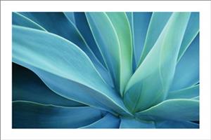 Agave Cactus  Poster - 24" x 36"