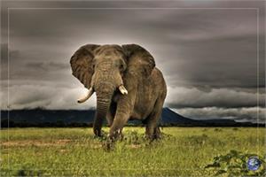African Majesty Poster - 24" x 36"