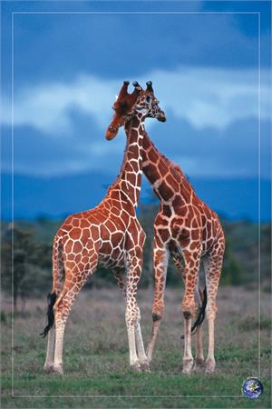 Giraffes Poster - 24" x 36"