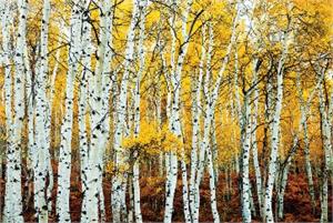 Aspen Grove Yellow Poster - 24" x 36"