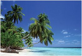 Leaning Palm Tree - POSTER - 36" X 24"