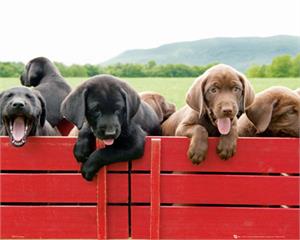 Puppies Too Poster Image