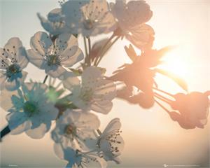 Flowers in the Sun Poster Image