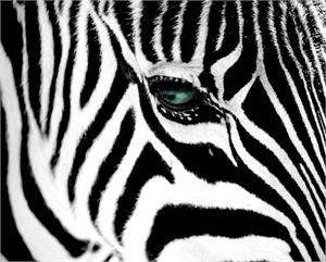 Zebra Stripes Poster Image