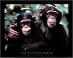 The Natural World Chimpanzees - Poster Image